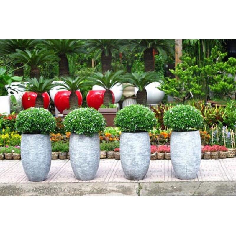 Cây Mai Vạn phúc