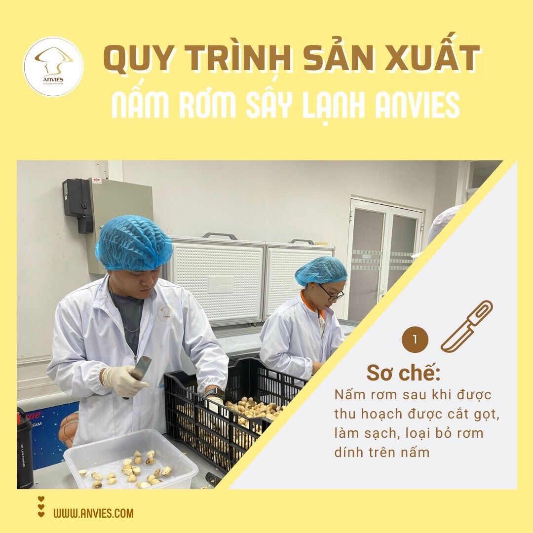 NẤM RƠM SẤY LẠNH CAO CẤP ANVIES