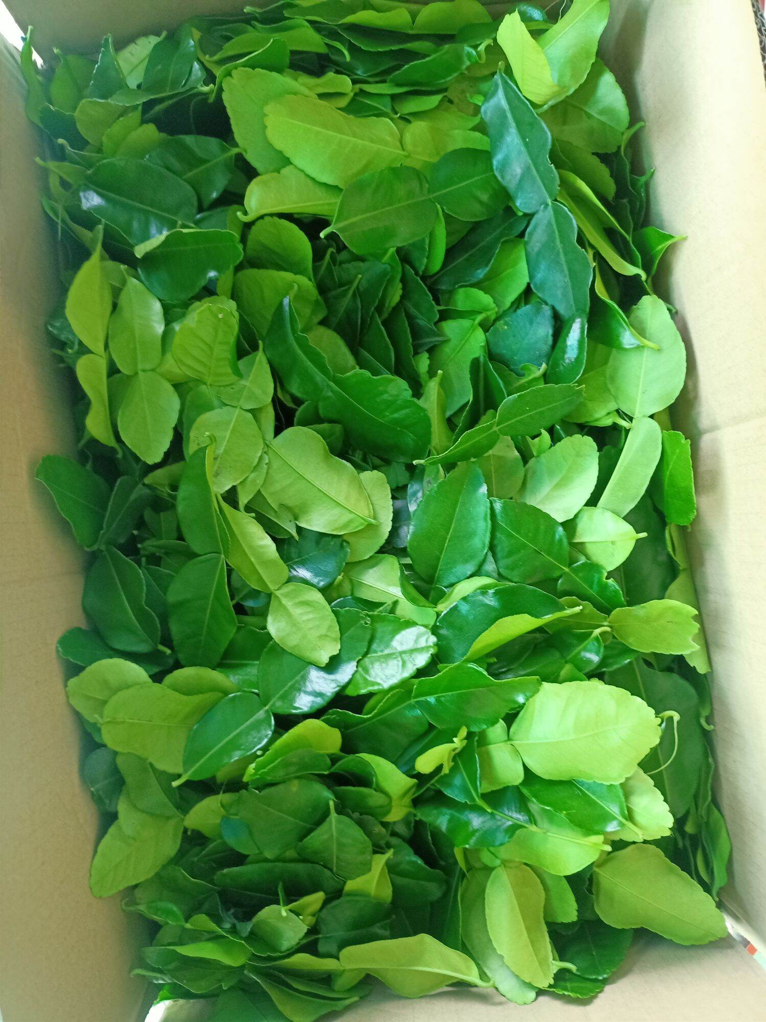 Lá chúc tươi 1kg lá chanh thái