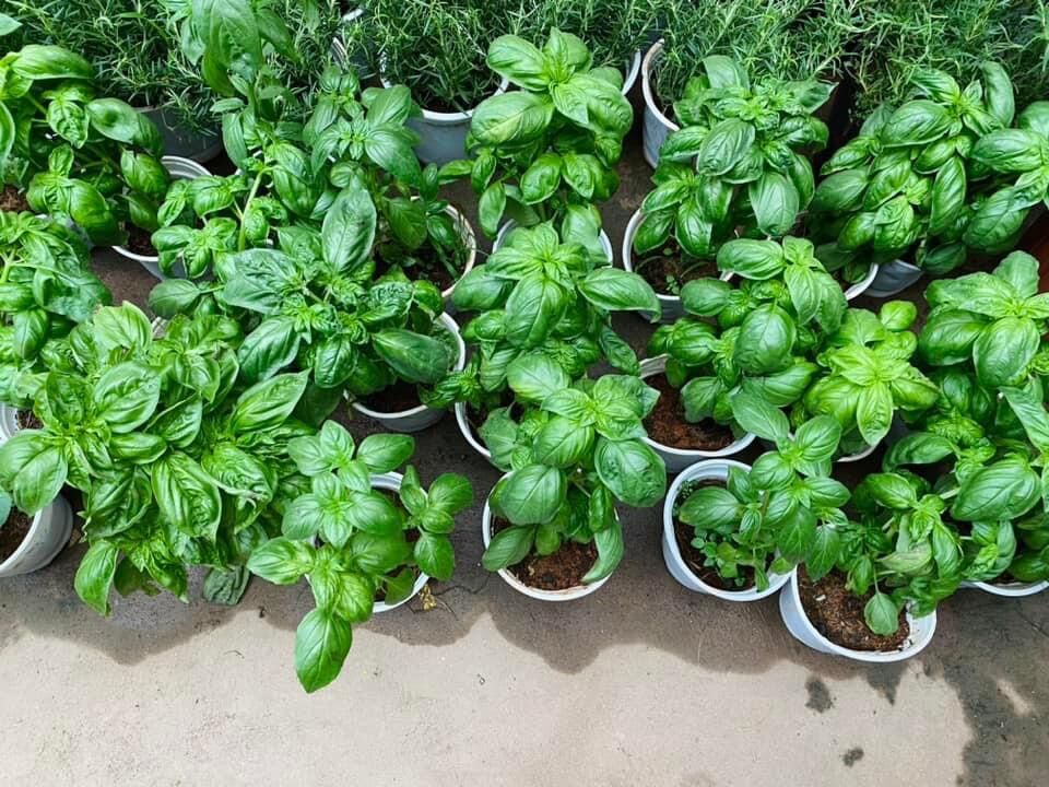 Cây húng tây ( Basil)
