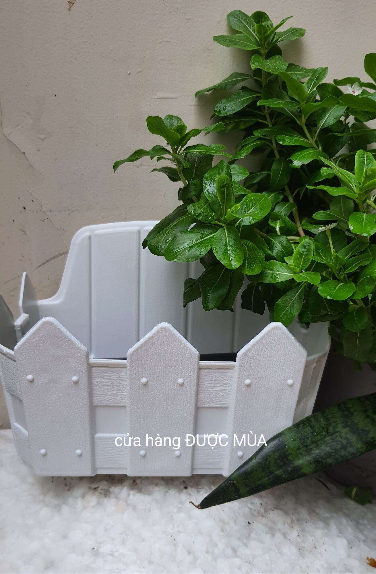 Chậu ốp tường hàng rào dài 25cm