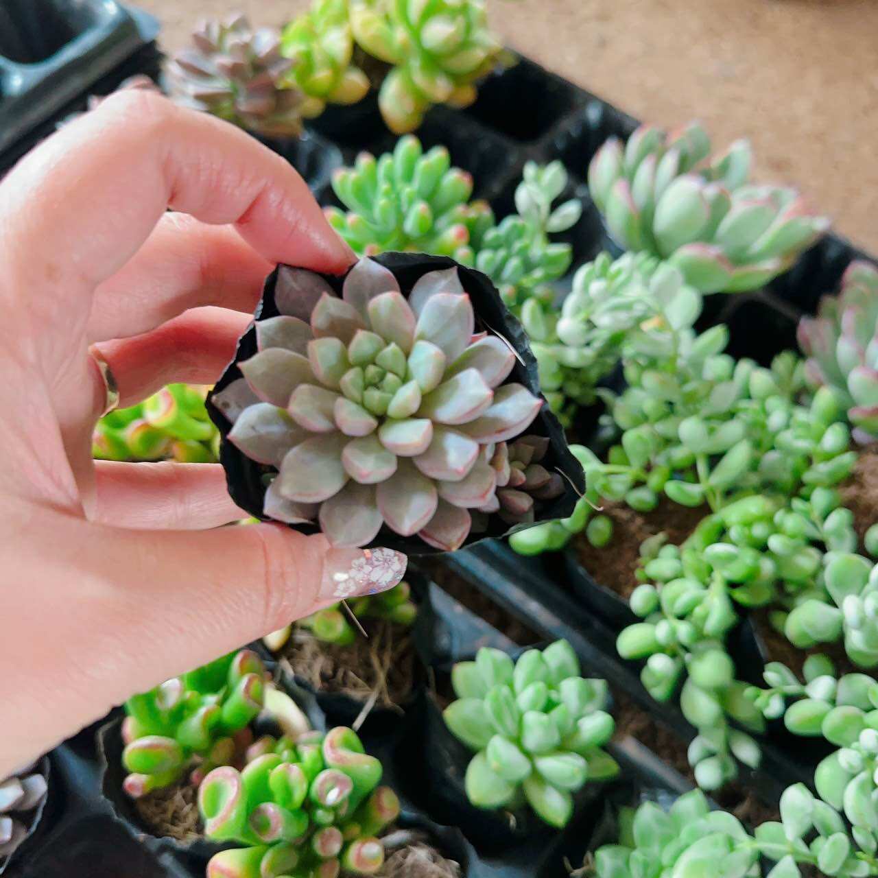 Sen đá sim tím cute size bầu