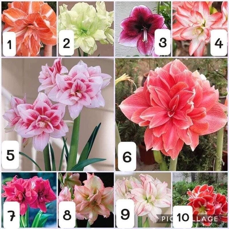 củ hoa lan huệ cánh kép 1 củ