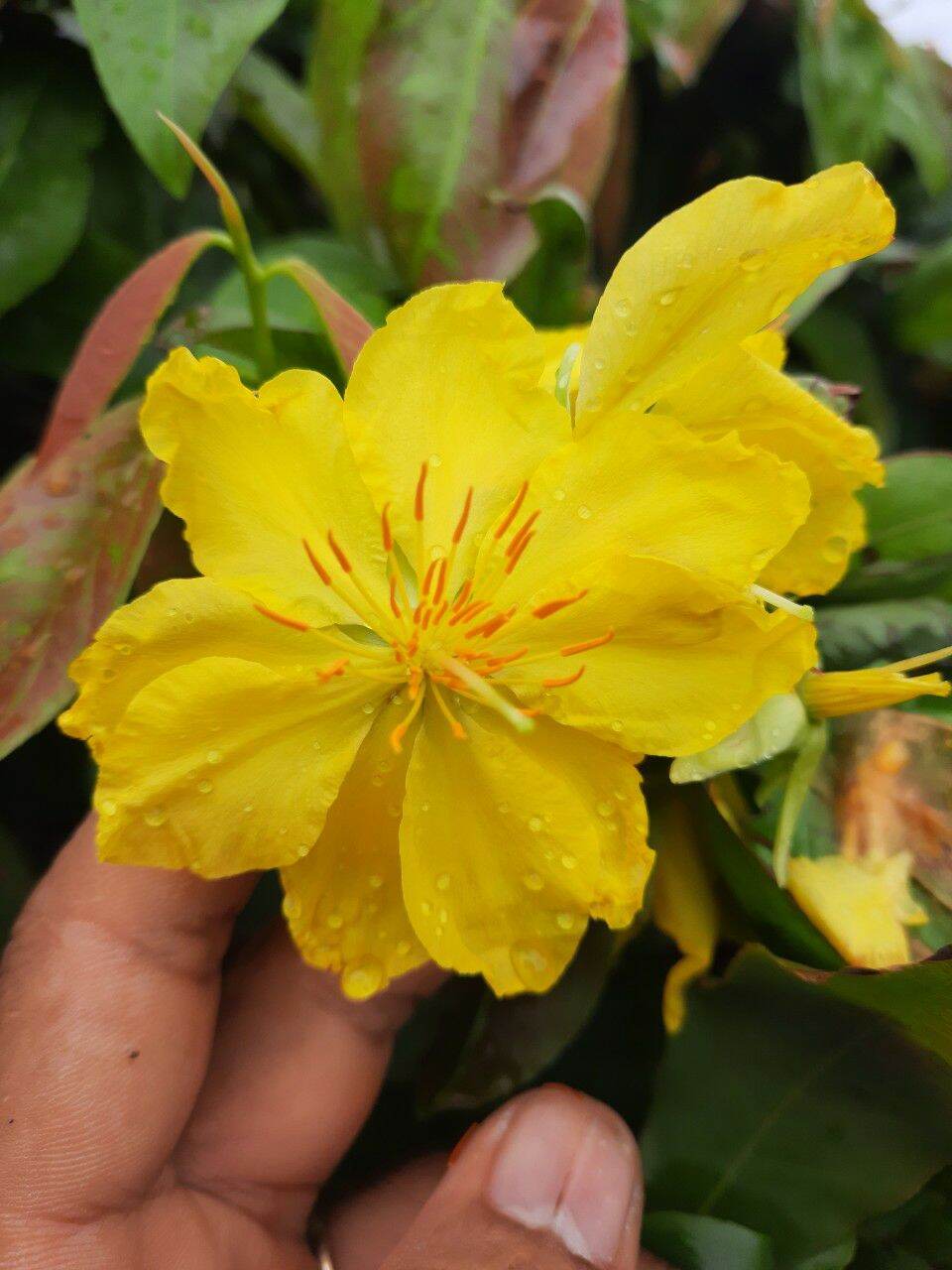 mai giảo thủ đức con