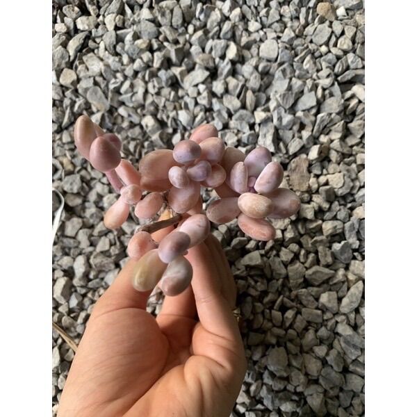 Sen sỏi hồng. Sỏi hồng. Sen đá mini. Sen thụ