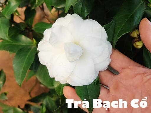 Trà bạch cổ/trà my bạch cổ cây giống