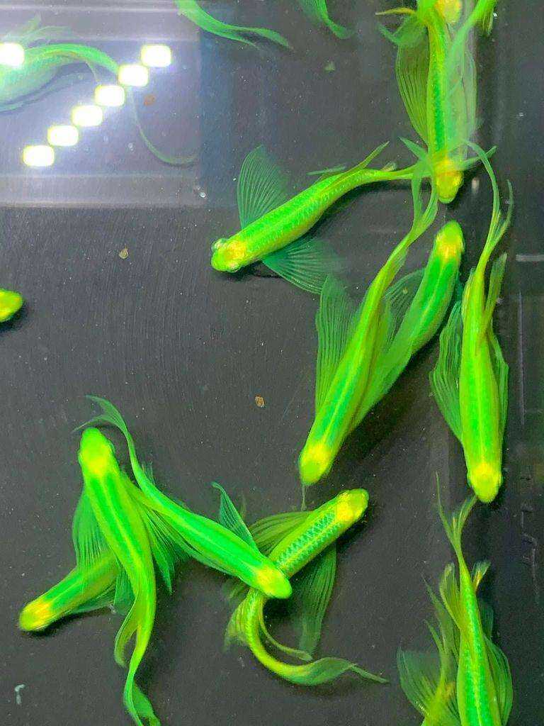 combo 5 soc ngựa cánh tiên giá 55k