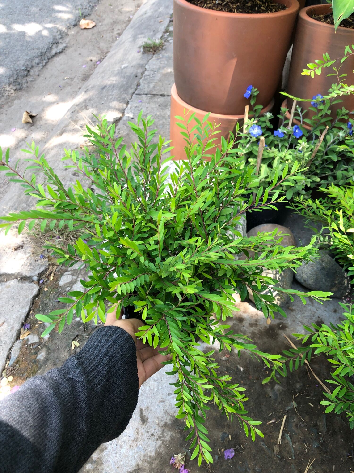 Cây sơn liễu Thái size nhỏ