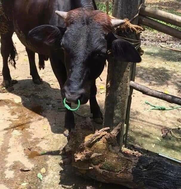 Vòng Xỏ Mũi Trâu Bò Có Chốt