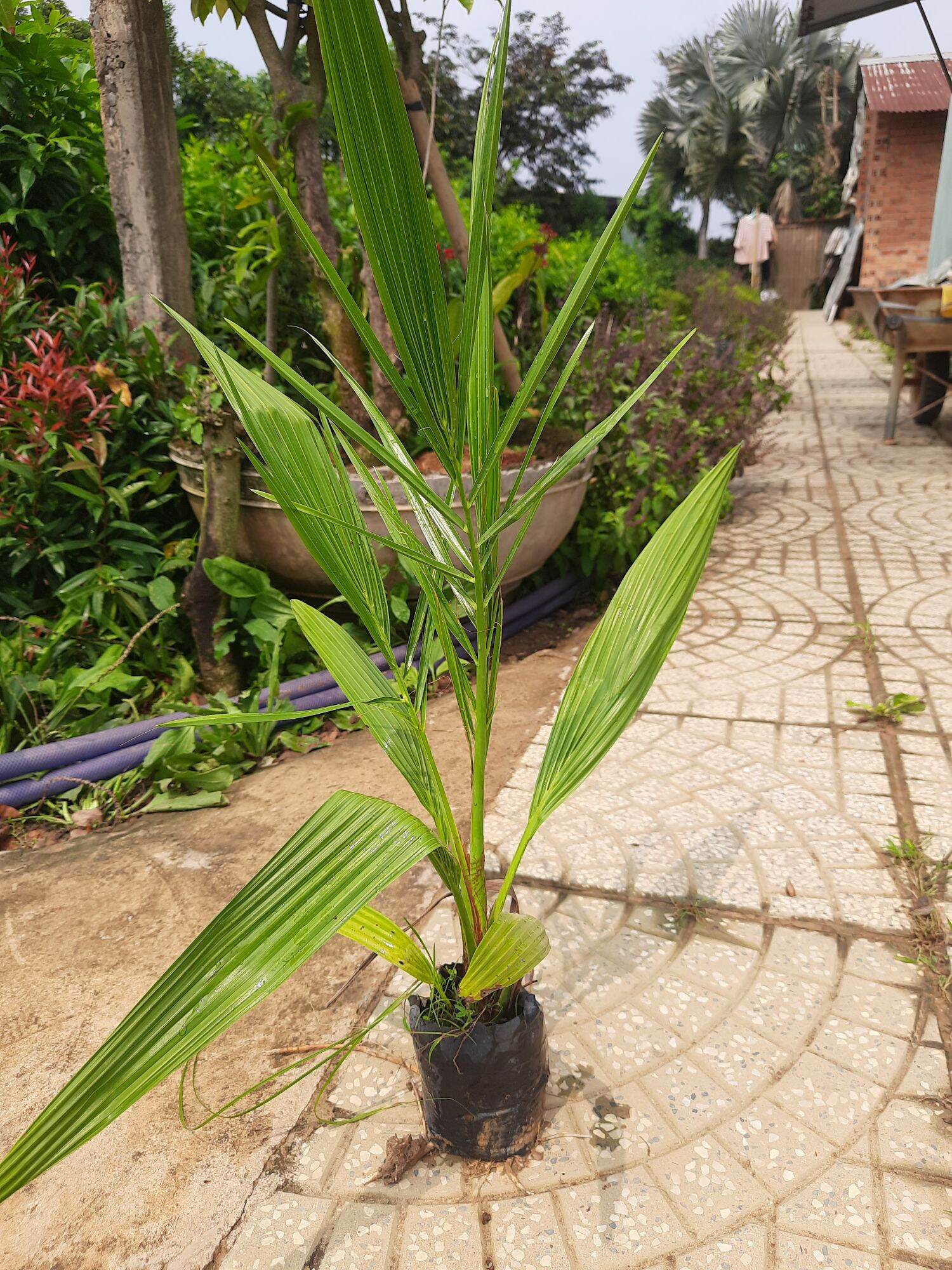 Cây Chà là giống