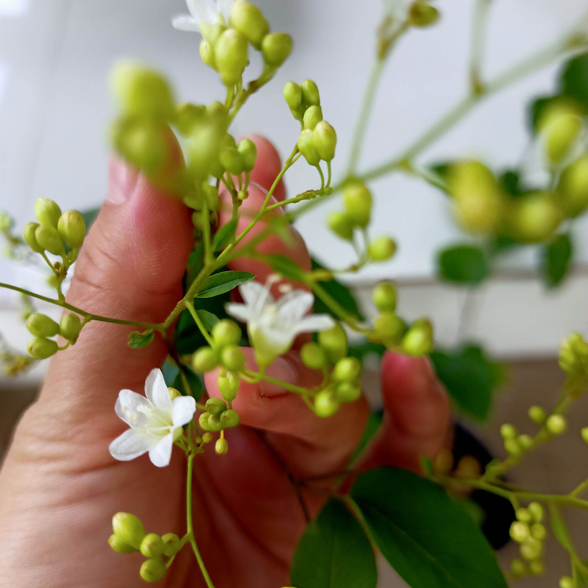 Chậu cây giống hoa tuyết hương đinh hương nhật hoa chùm trắng thơm ngọt