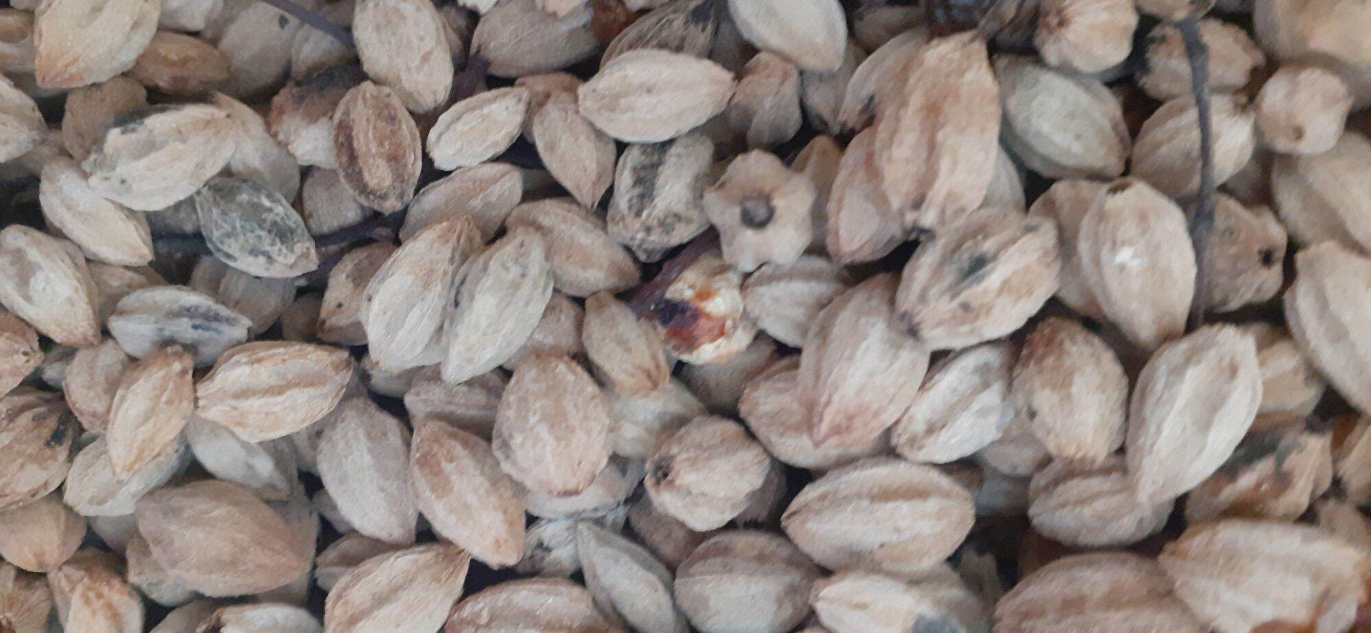 500 gram hạt xoan ta giống