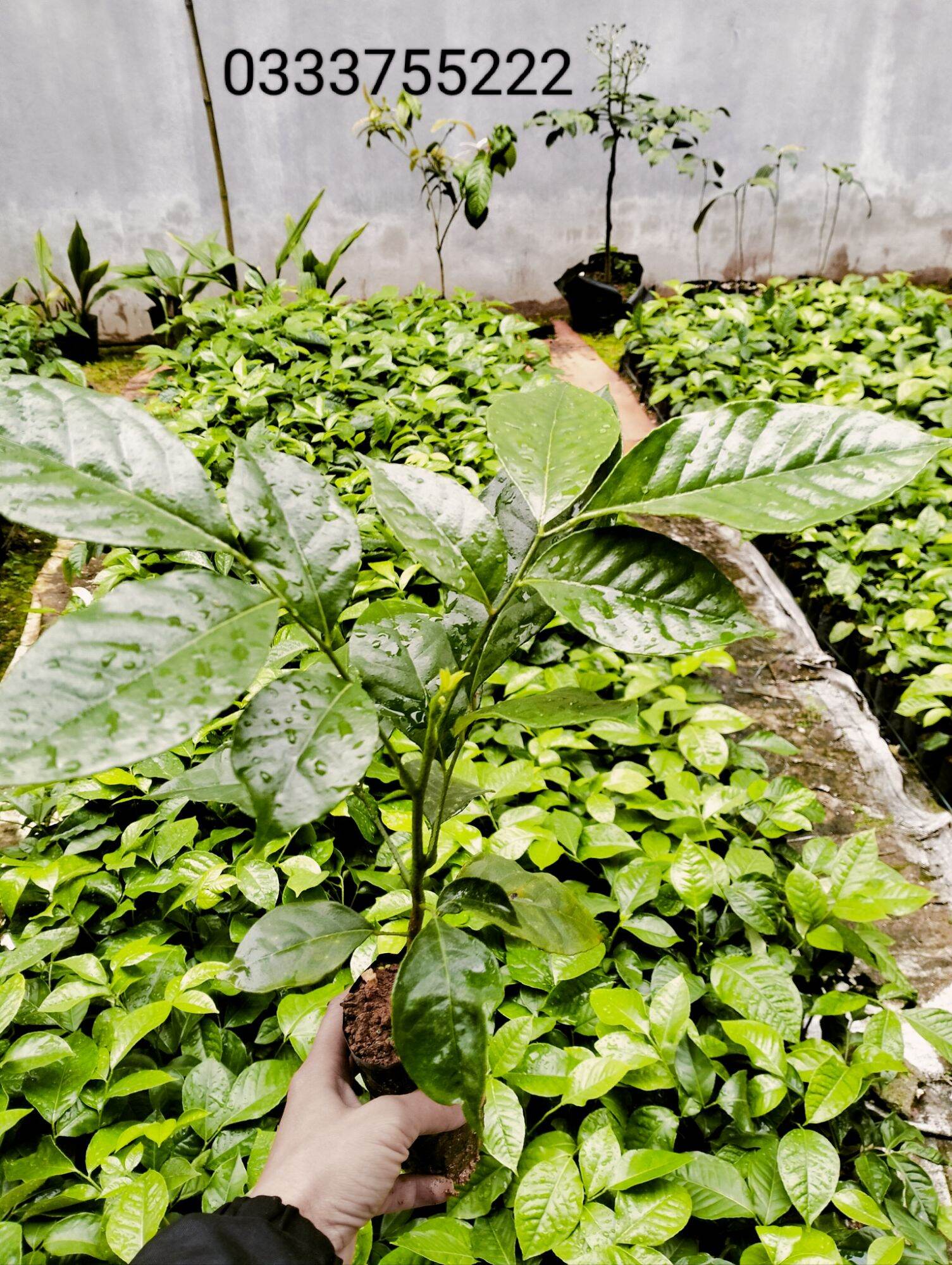 Cây húng vịt- đặc sản gia vị tây bắc