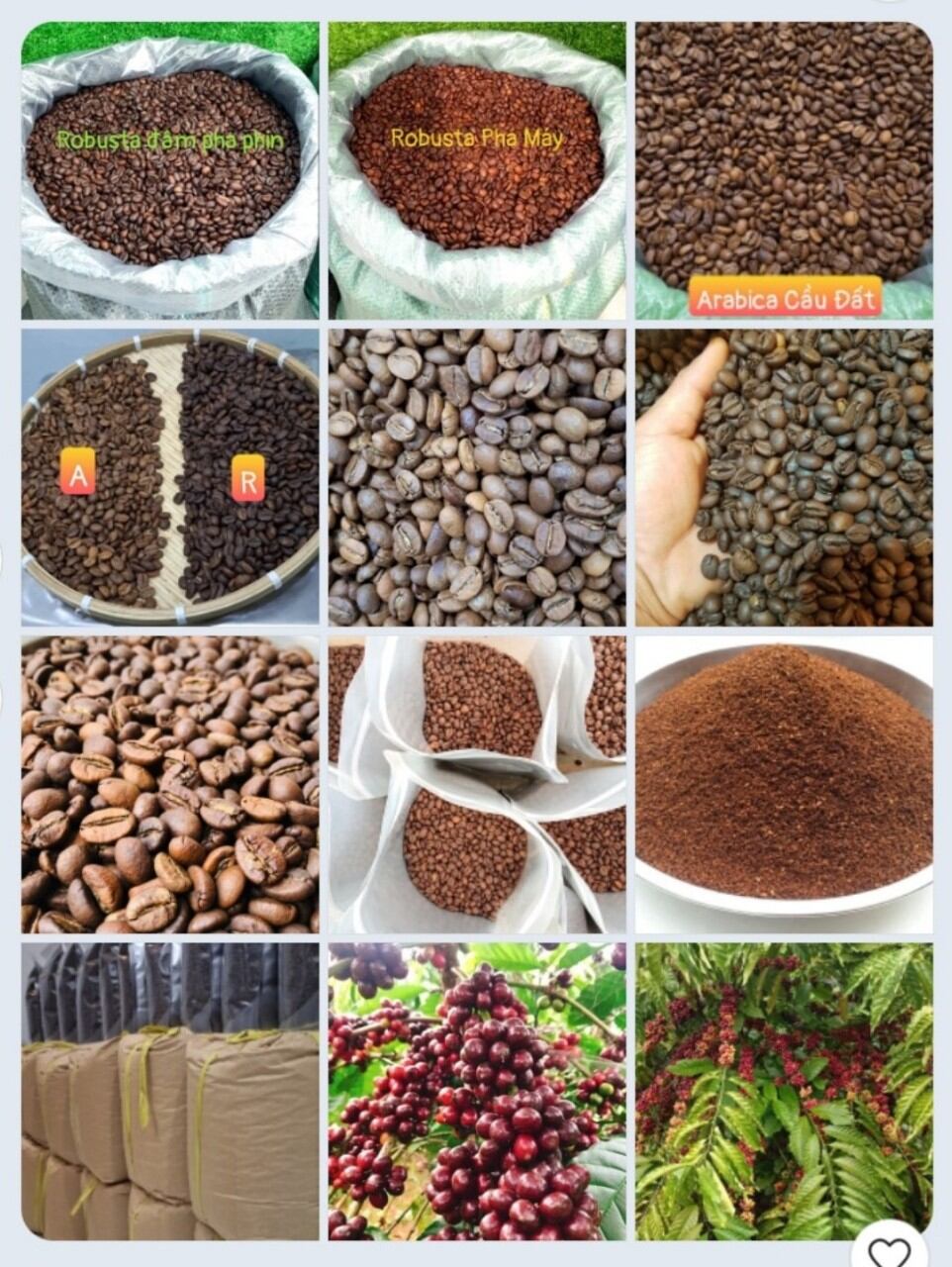 CÀ PHÊ HẠT Robusta S18 rang moc pha phin