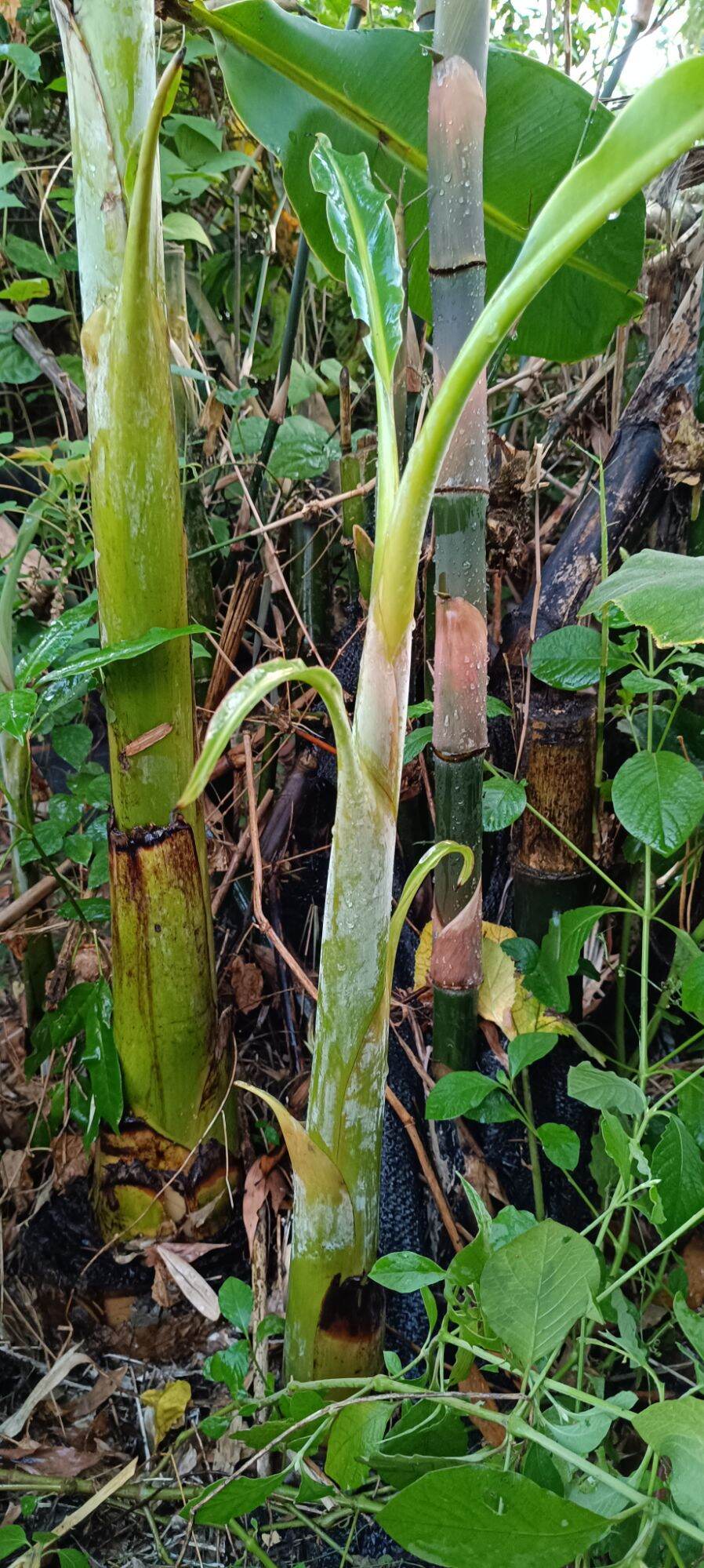 Cây giống chuối dong/chuối dông /chuối ngự