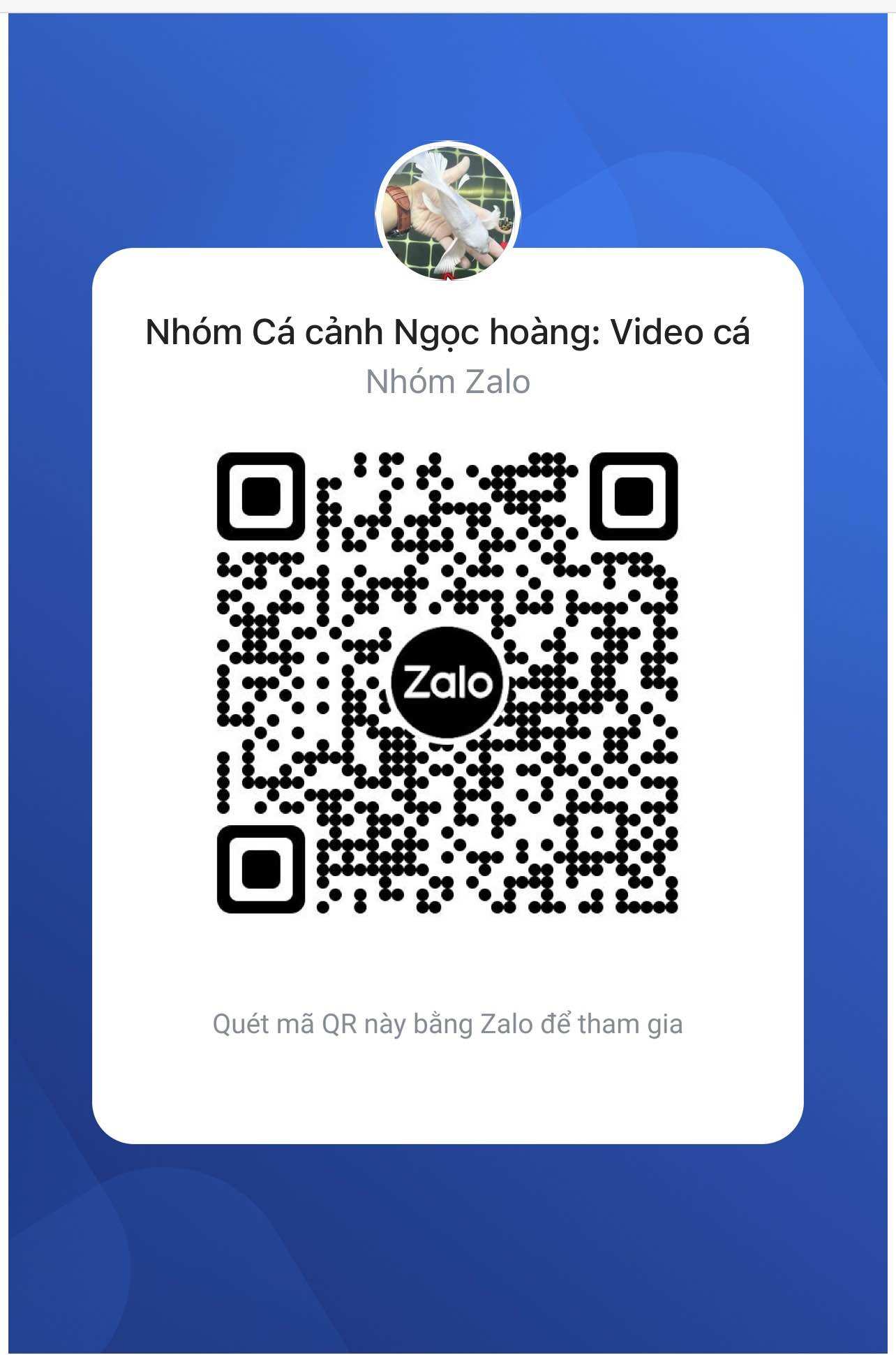 A. Video cá và phản hồi nhanh