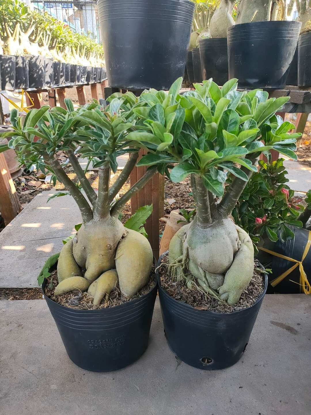 Sứ Thái Ghép Cánh Kép