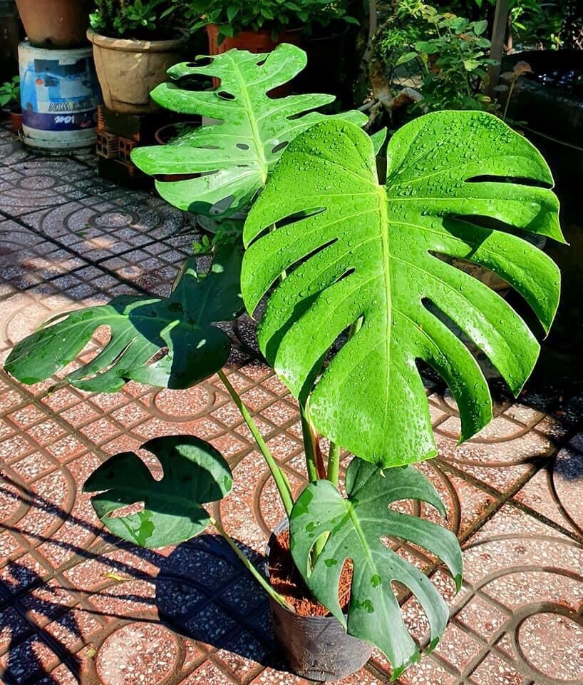 Cây trầu bà lá xẻ Nam Mỹ/ Monstera