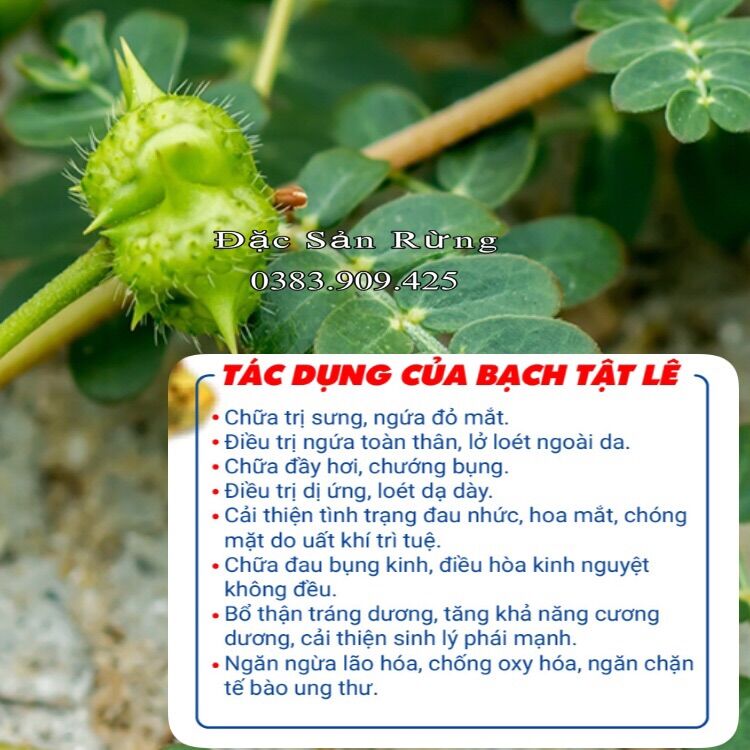 Bạch Tật Lê [ 100gr ] ( Bổ Thận ) Hàng Xanh , Đẹp