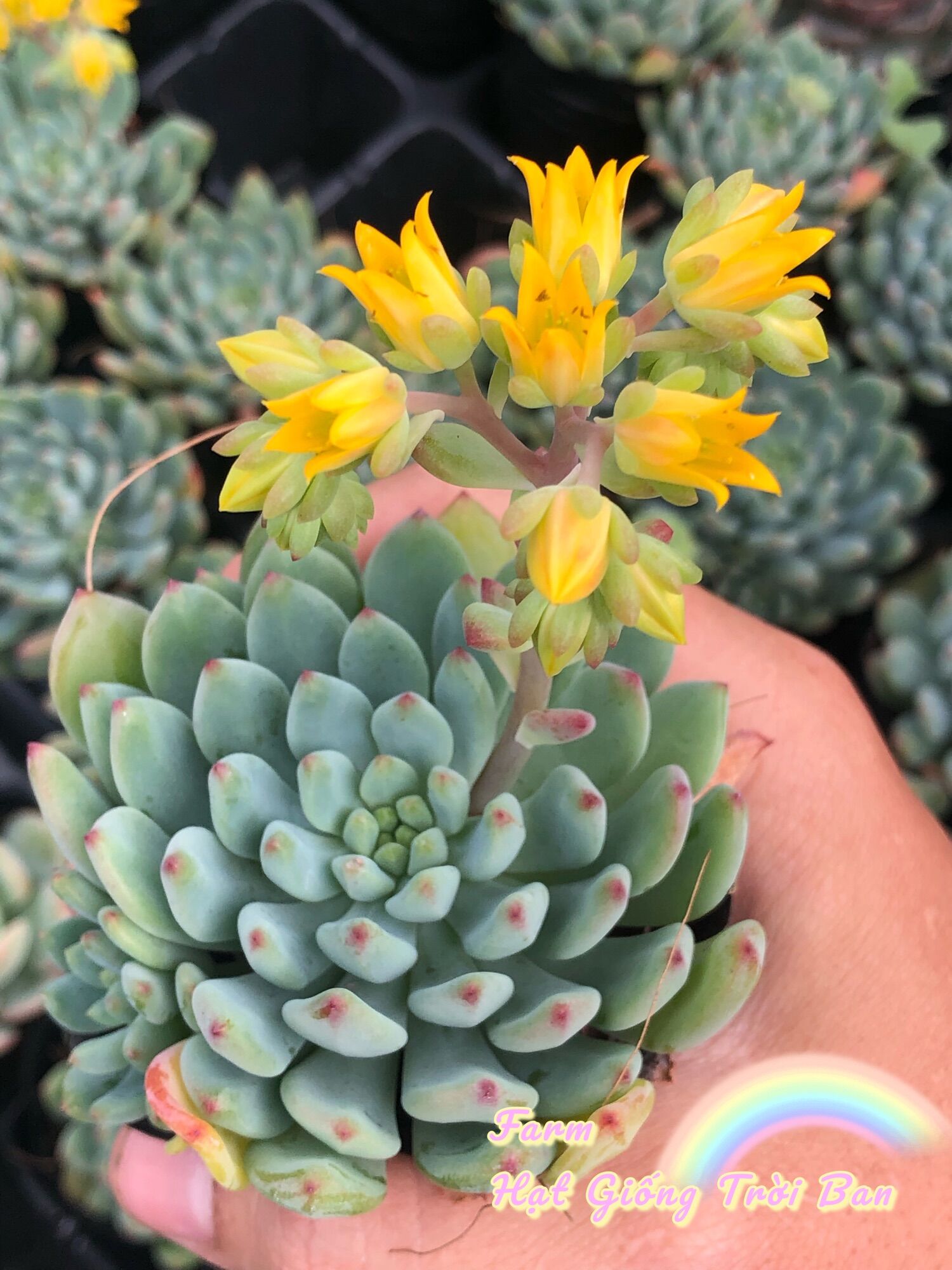 SEN ĐÁ THƯỢC DƯỢC ( NEW ) 🥰🥰🥰 SIZE 5-7 cm😘XUẤT VƯỜN ĐÀ LẠT 😍 ĐÃ THUẦN KHÍ HẬU 🤑 SỐ LƯỢNG CÓ HẠN 🤫