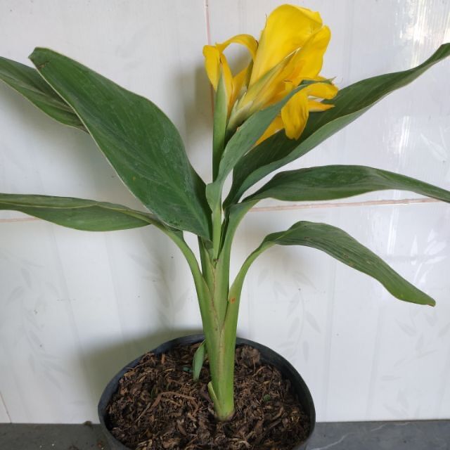 Củ chuối hoa lùn Thái(1 củ) HOA TẾT