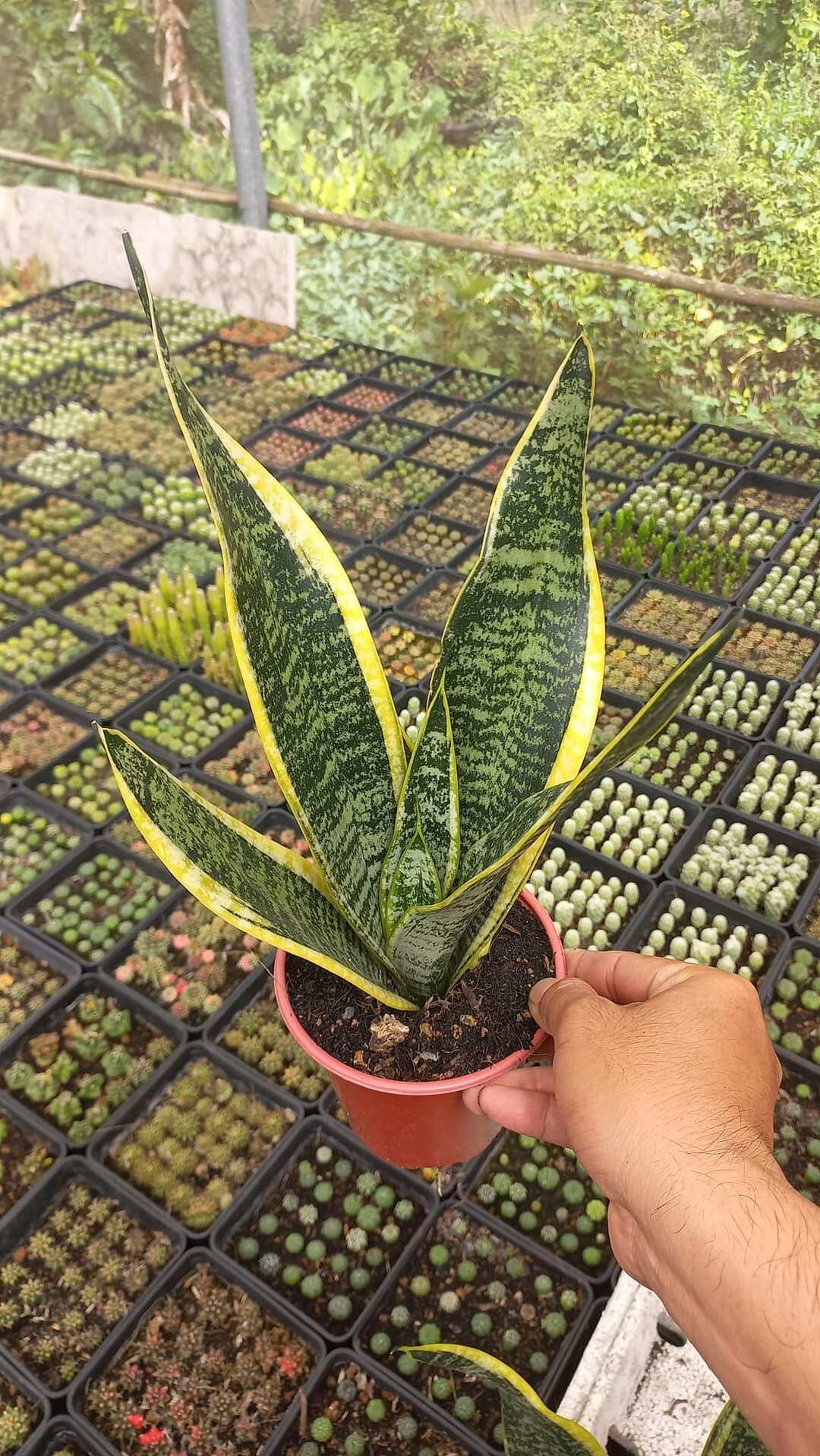 Lưỡi Hổ Thái Lùn  Để Bàn  ( size nhỏ, ko chậu )