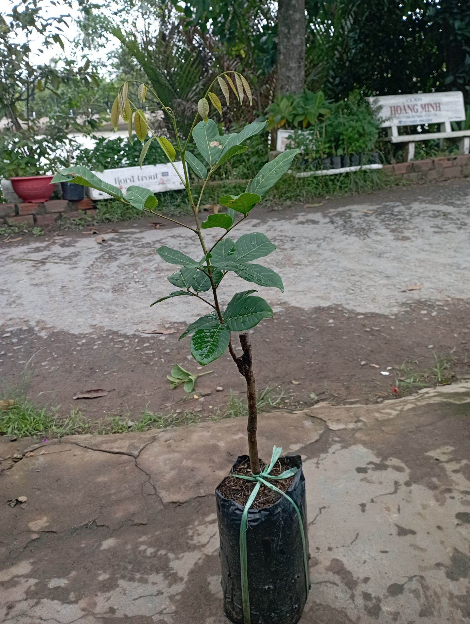 Cây Giống Chôm Chôm Thái chuẩn giống