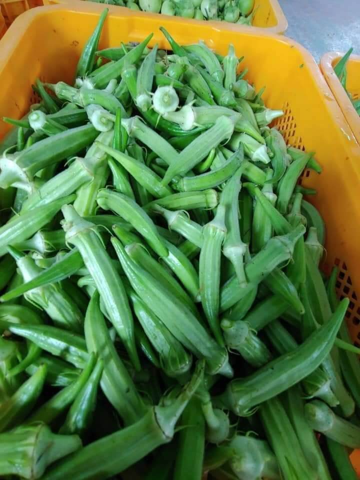 đậu bắp tươi (5kg)