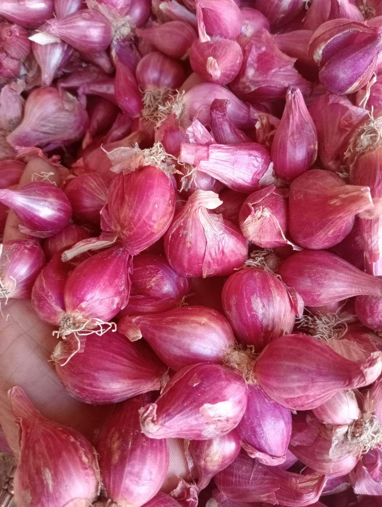 hành tím phan rang loại to, túi 1kg.