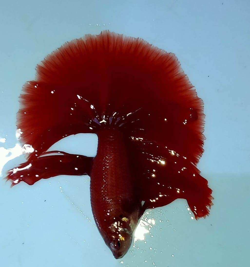 [TOP BÁN CHẠY🟢] betta combo 7 bé thả thủy sinh