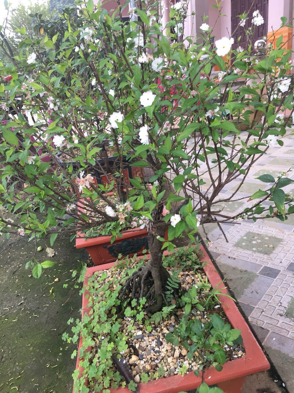 Cây nhất chi mai- hàn mai