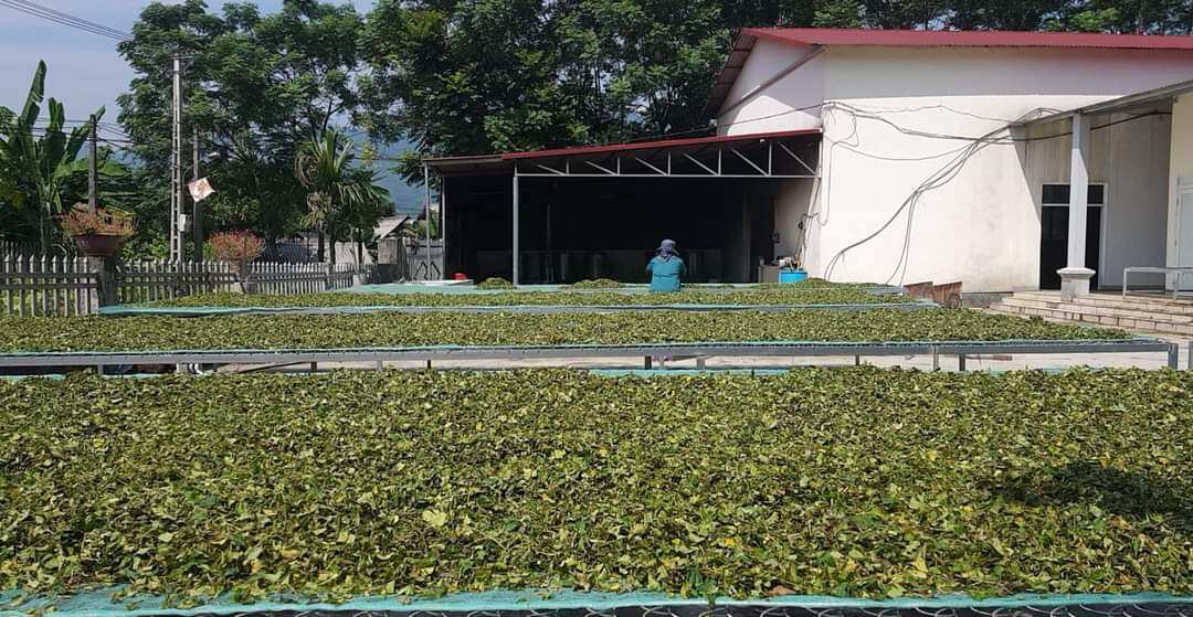 Cao cà gai Leo nguyên chất-100gram