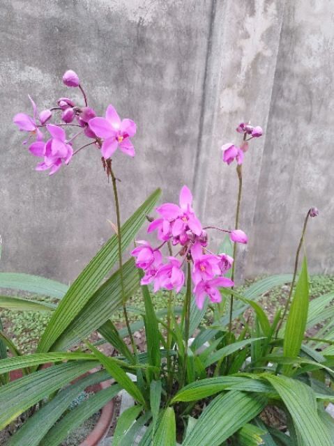 Cây hoa Lan chu đỉnh