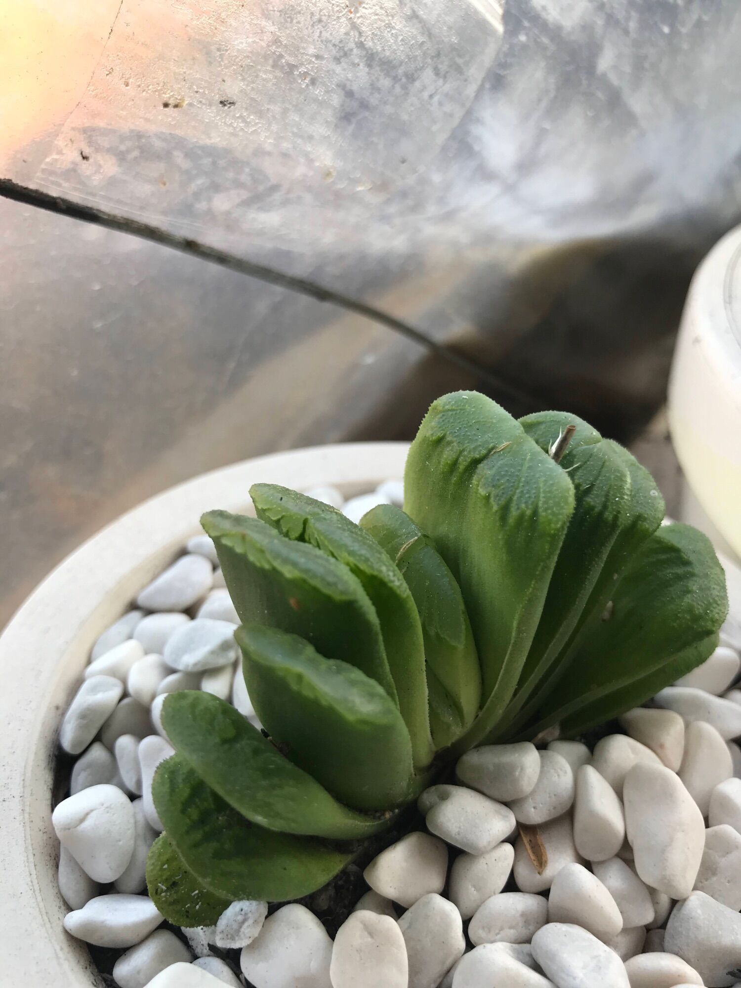 Sen  đá Haworthia