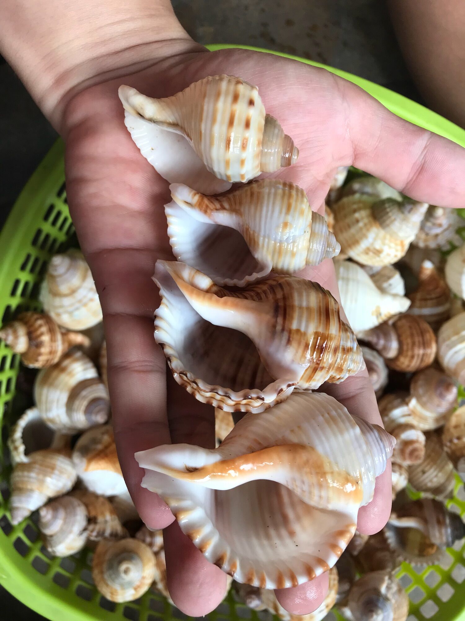 Vỏ ốc Size M++