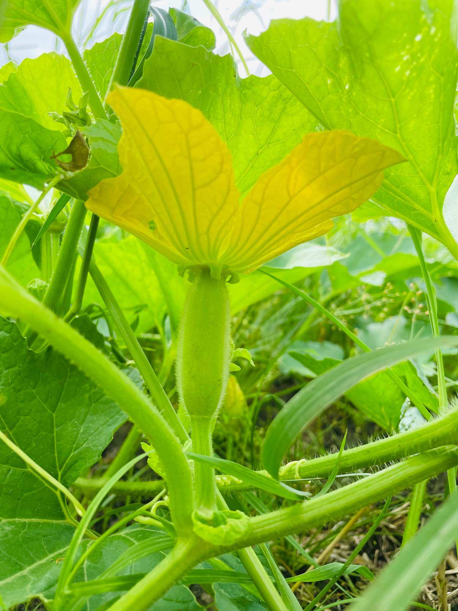HUMIC HỮU CƠ GÓI 1kg_ Dạng Bột