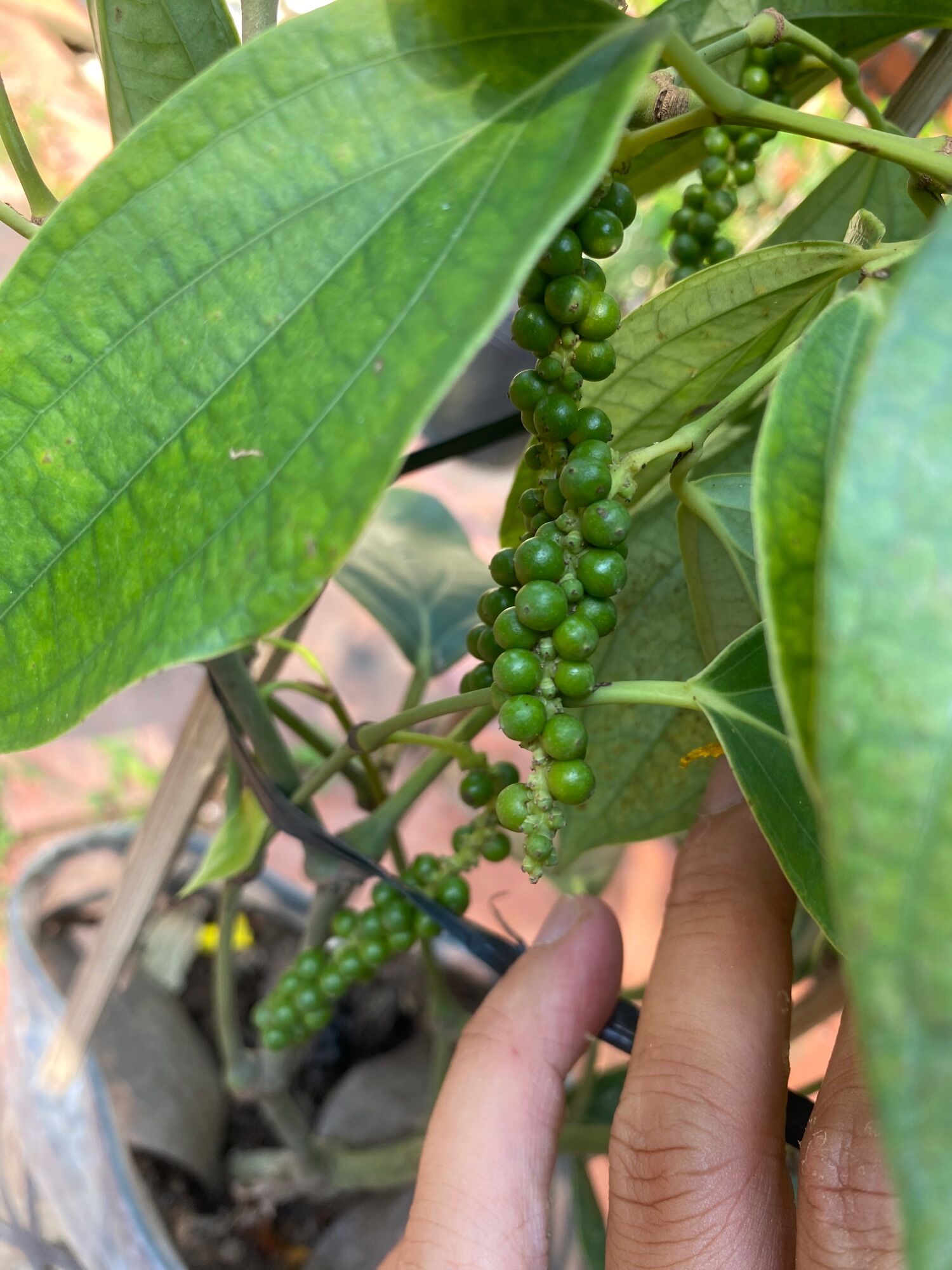 Chậu Cây tiêu xanh