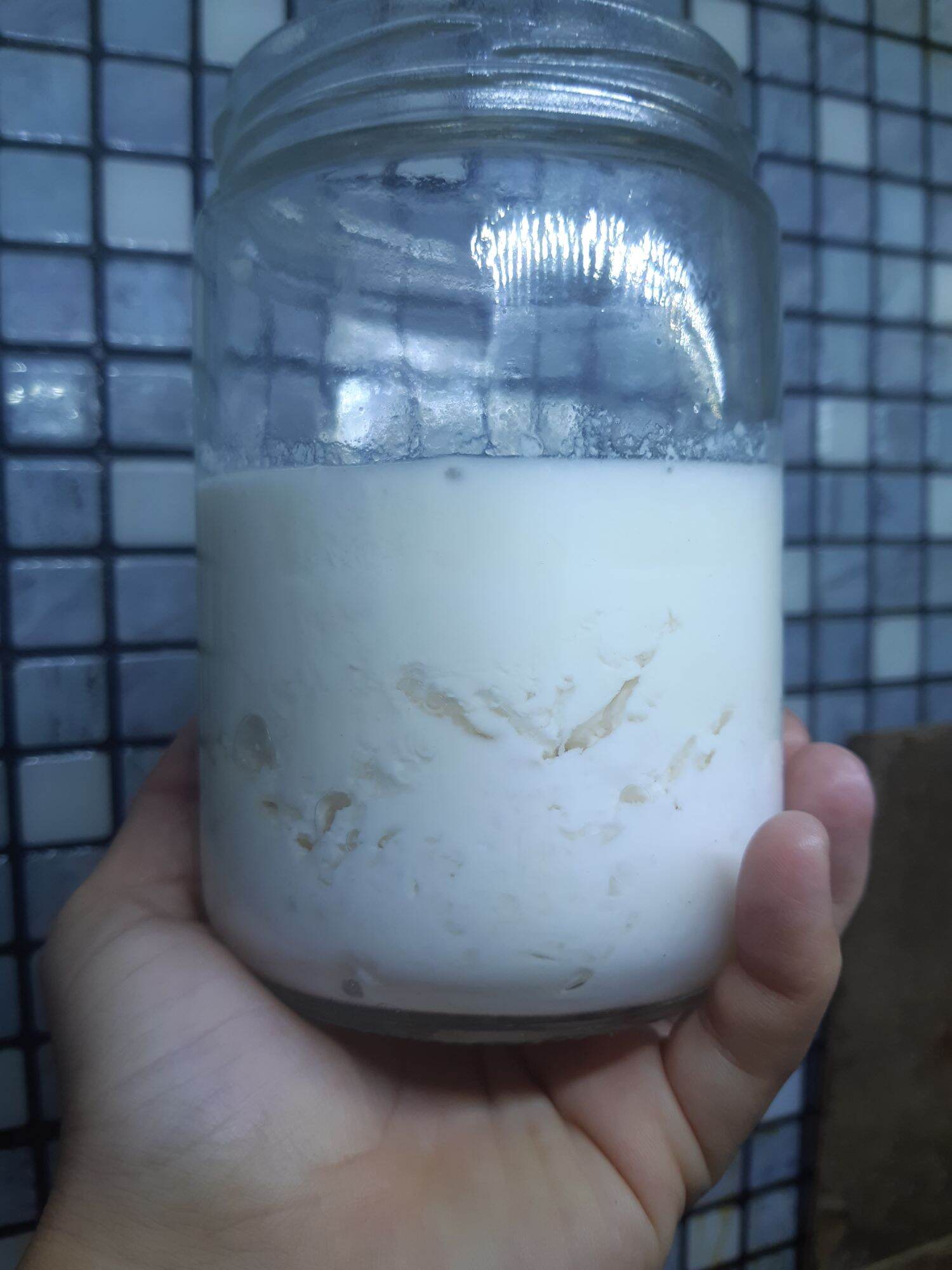 nấm sữa kefir ( nấm làm sữa chua)