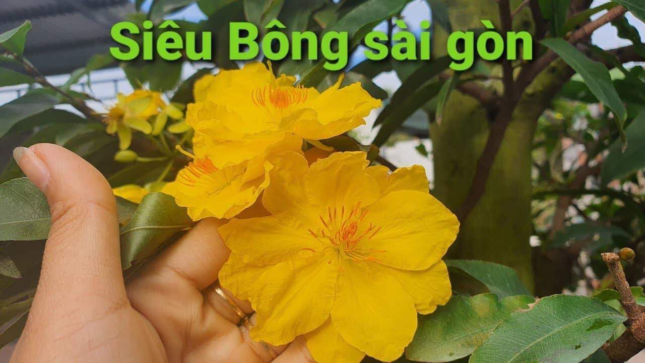 Mai giảo SIÊU BÔNG SÀI GÒN (giống hot nhất hiện nay) hoa to nhất trong các dòng họ nhà mai vàng.
