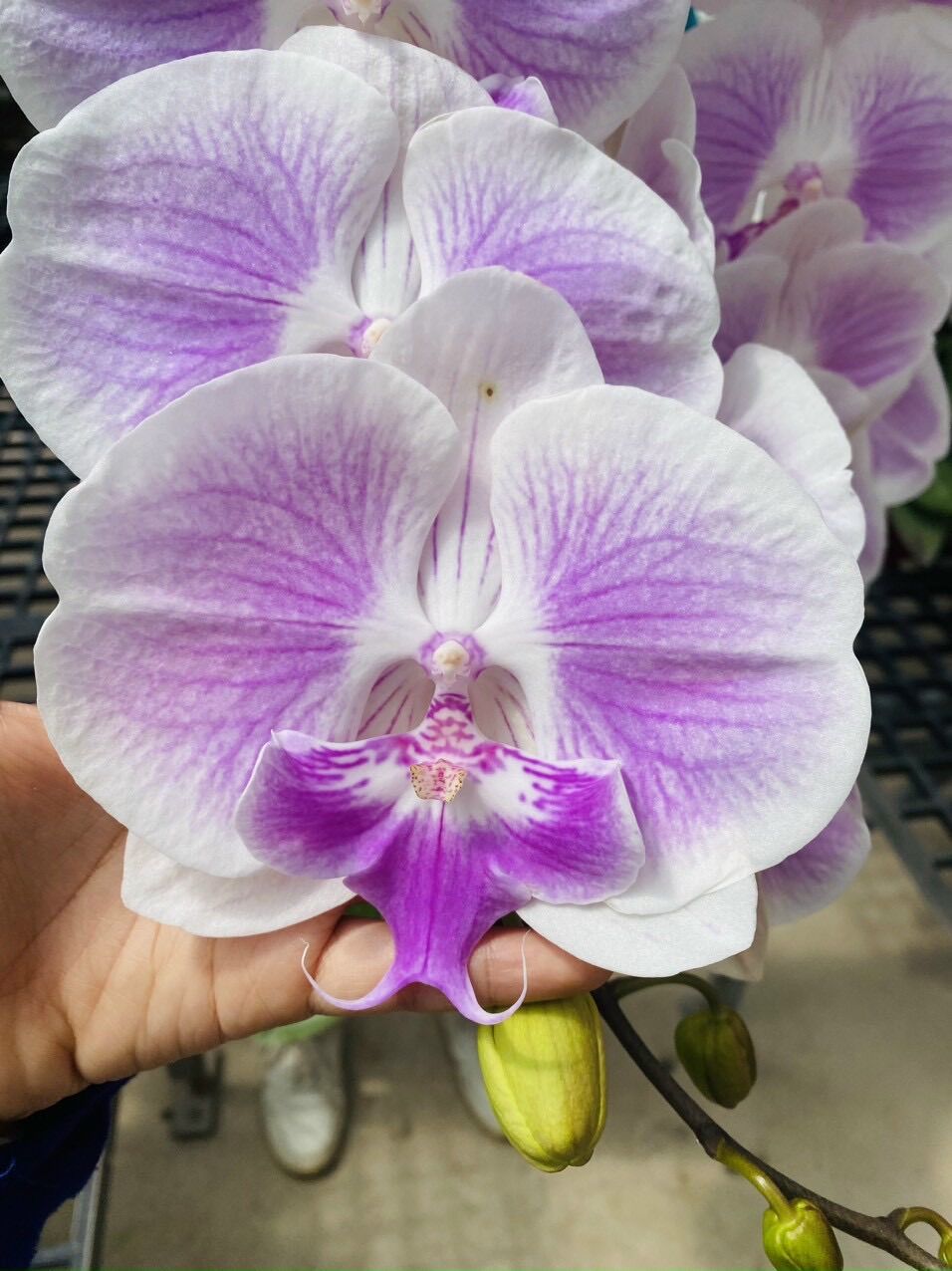 Lan Hồ Điệp Hoa Đại (Cây cắt cành) - Có 10 Màu hoa