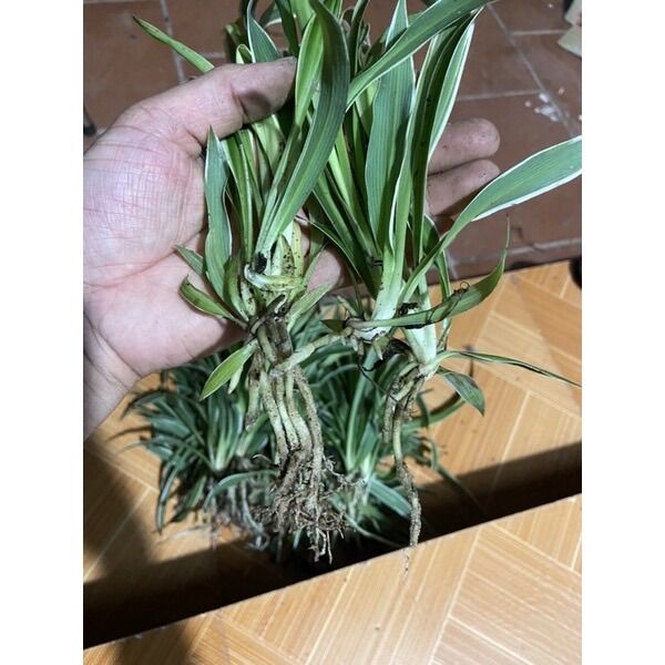 Cỏ lan chi có rễ (4 cây)