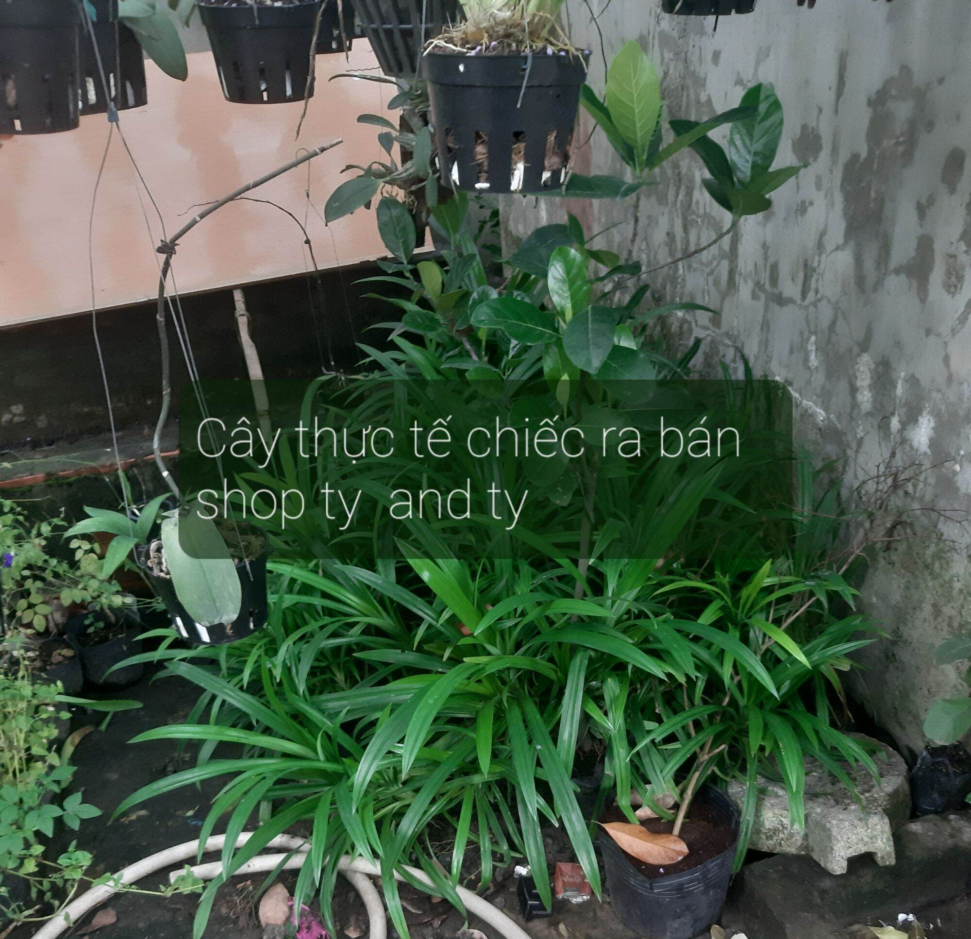 5 cây lá dứa