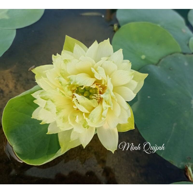 Củ sen mini Snow White (Biển tuyết)