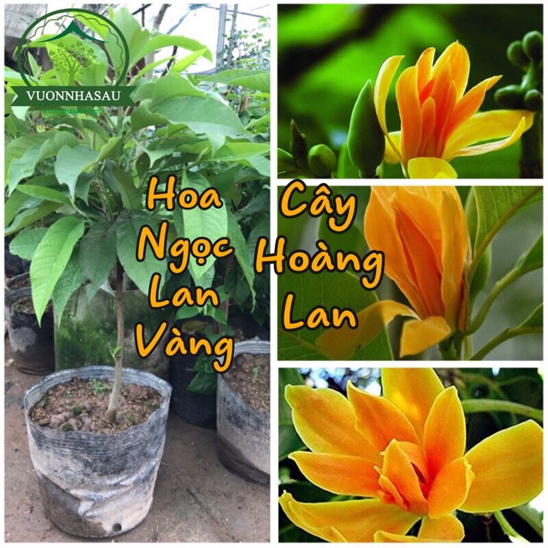 Cây hoàng lan cây cao 1m2