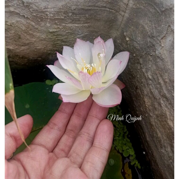 Củ sen siêu mini Rosy dot