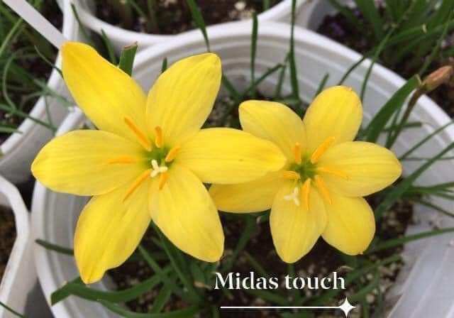 Củ huệ mưa ngoại Midas Touch hoa vàng tươi (củ mẹ to về có hoa ngay)