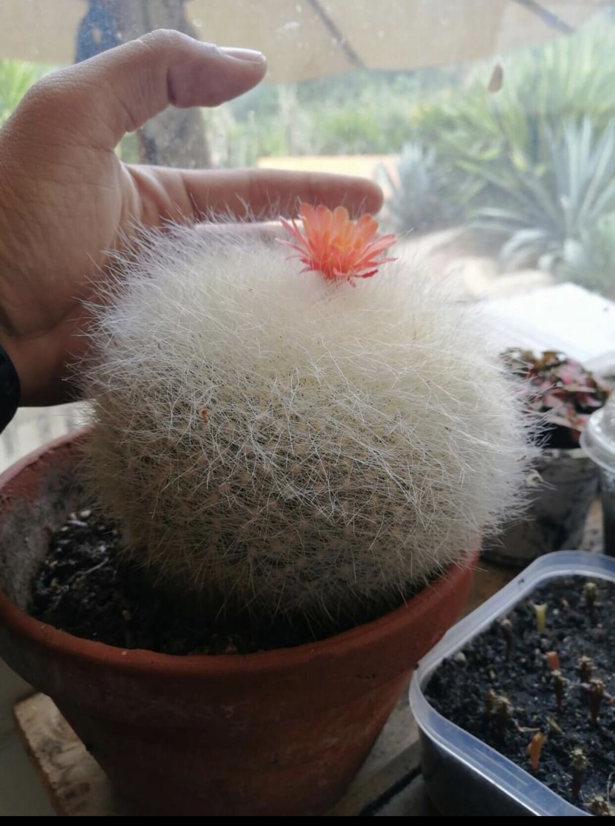 Xương rồng Lông Thiên nga  hàng hạt