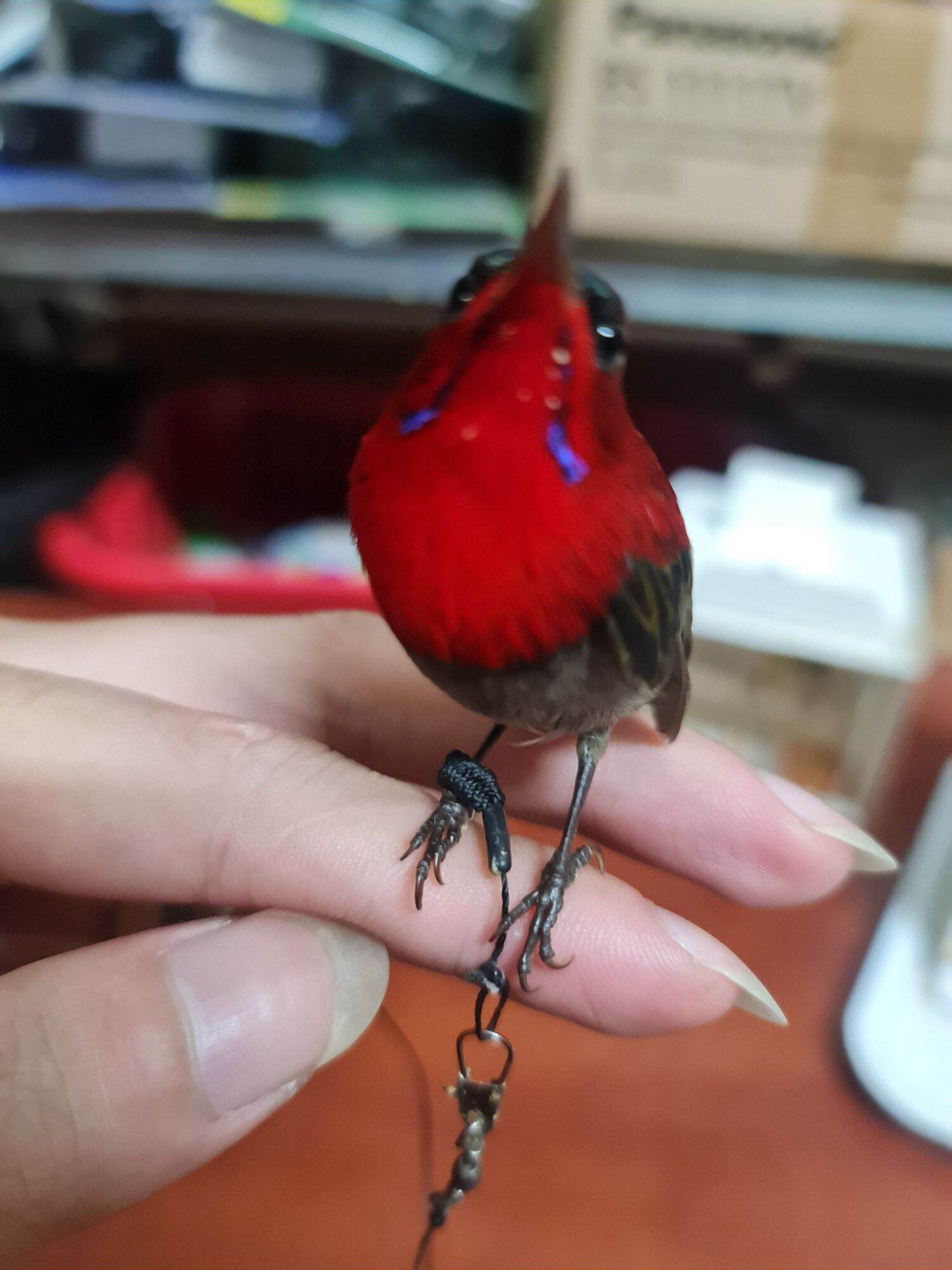 Xích chân chim hút mật,  khuyên