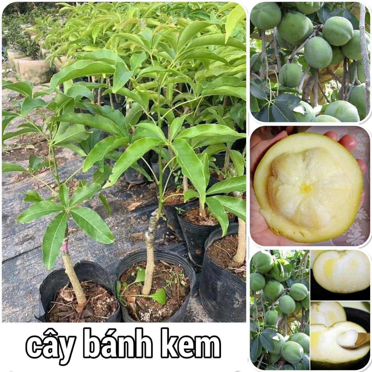Cây giống cây bánh kem