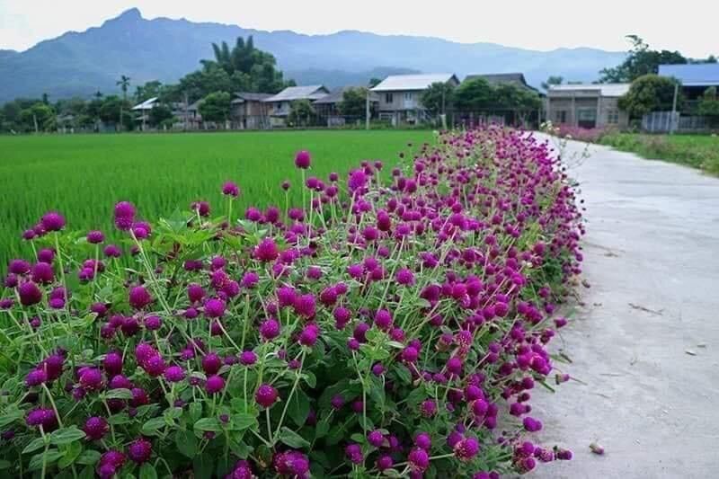 Hạt hoa Cúc bách Nhật Hoa Tết